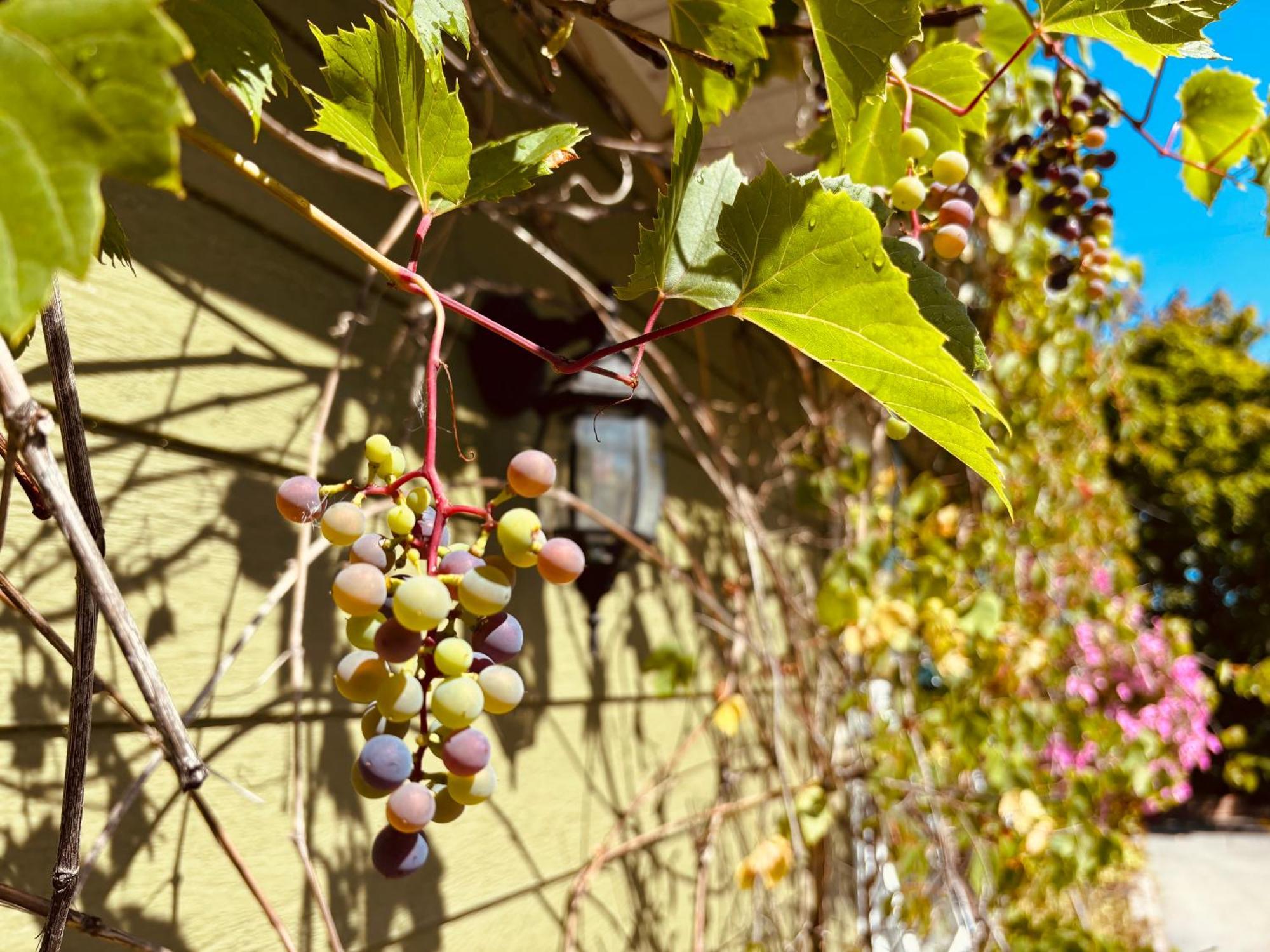 Auberge Sous Les Arbres Gaspe Bagian luar foto